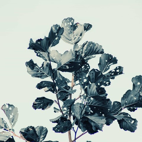 MacOS Based STM32 Development