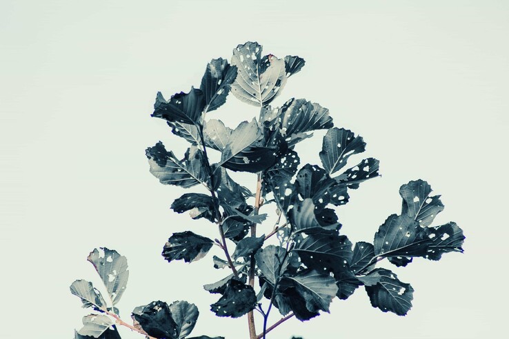 MacOS Based STM32 Development