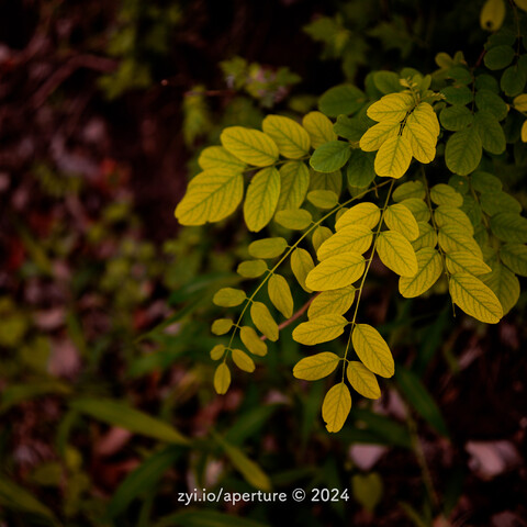 Aperture 202404
