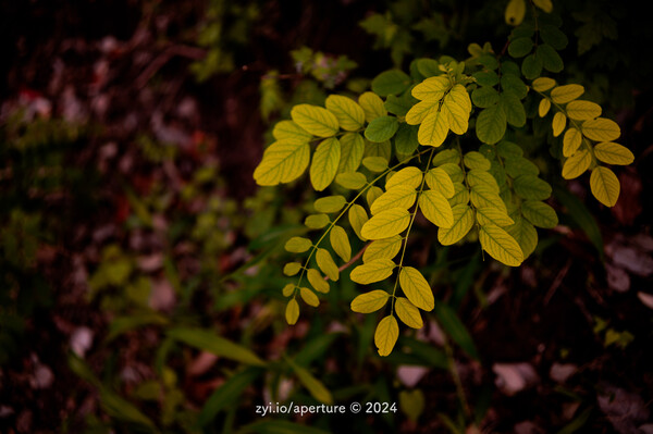 Aperture 202404 #1