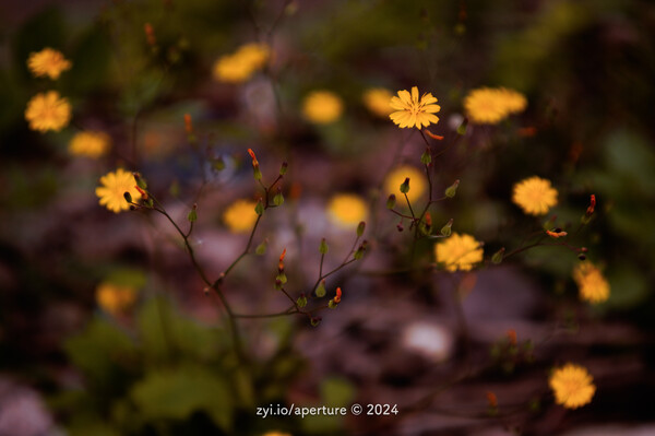 Aperture 202404 #2