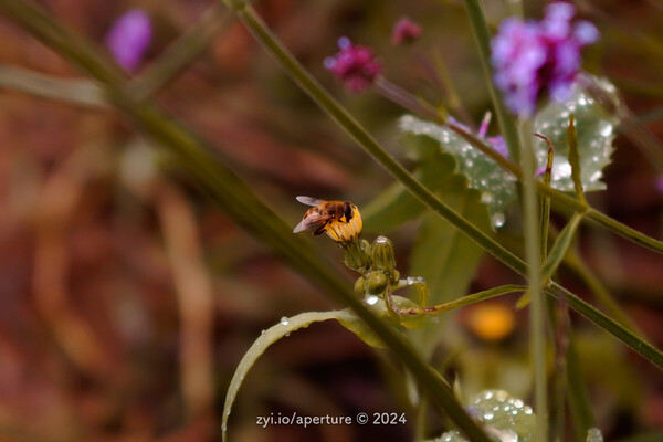 Aperture 202405 #2