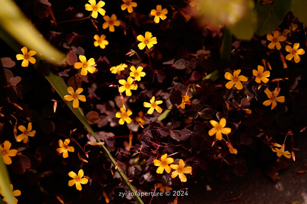 Aperture 202405 #9