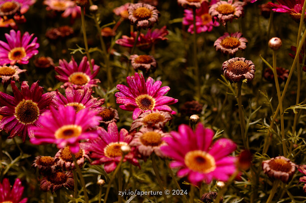 Aperture 202405 #10