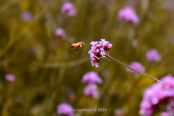 Aperture 202405 #23