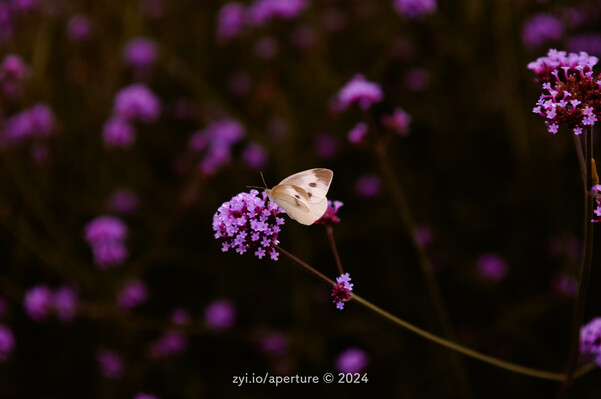 Aperture 202405 #1