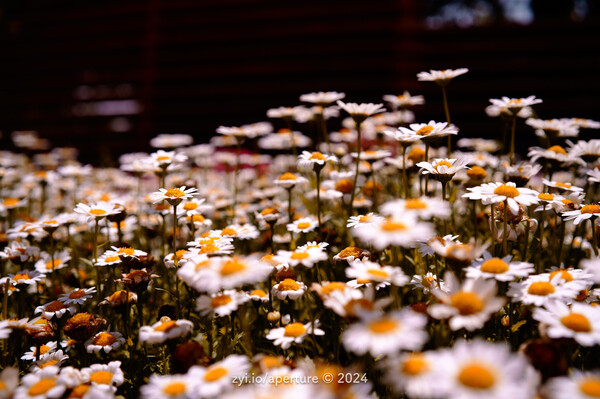 Aperture 202405 #12