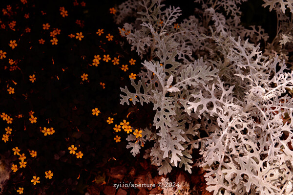 Aperture 202405 #11