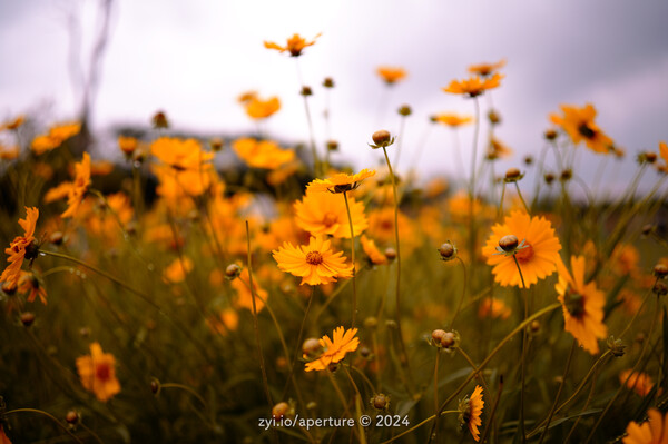 Aperture 202405 #19