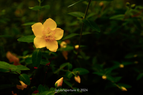 Aperture 202406 #4