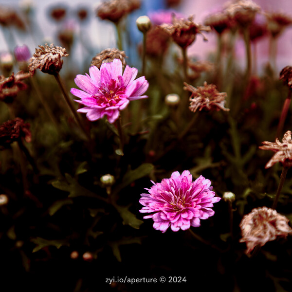 Aperture 202406 #2