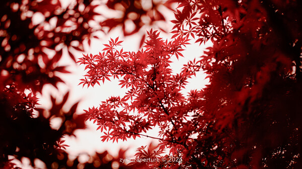 Aperture 202406 #3