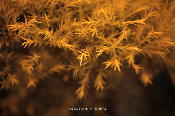 Aperture 202410 #2