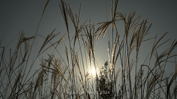 Aperture 202411 #2